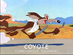 wilecoyote